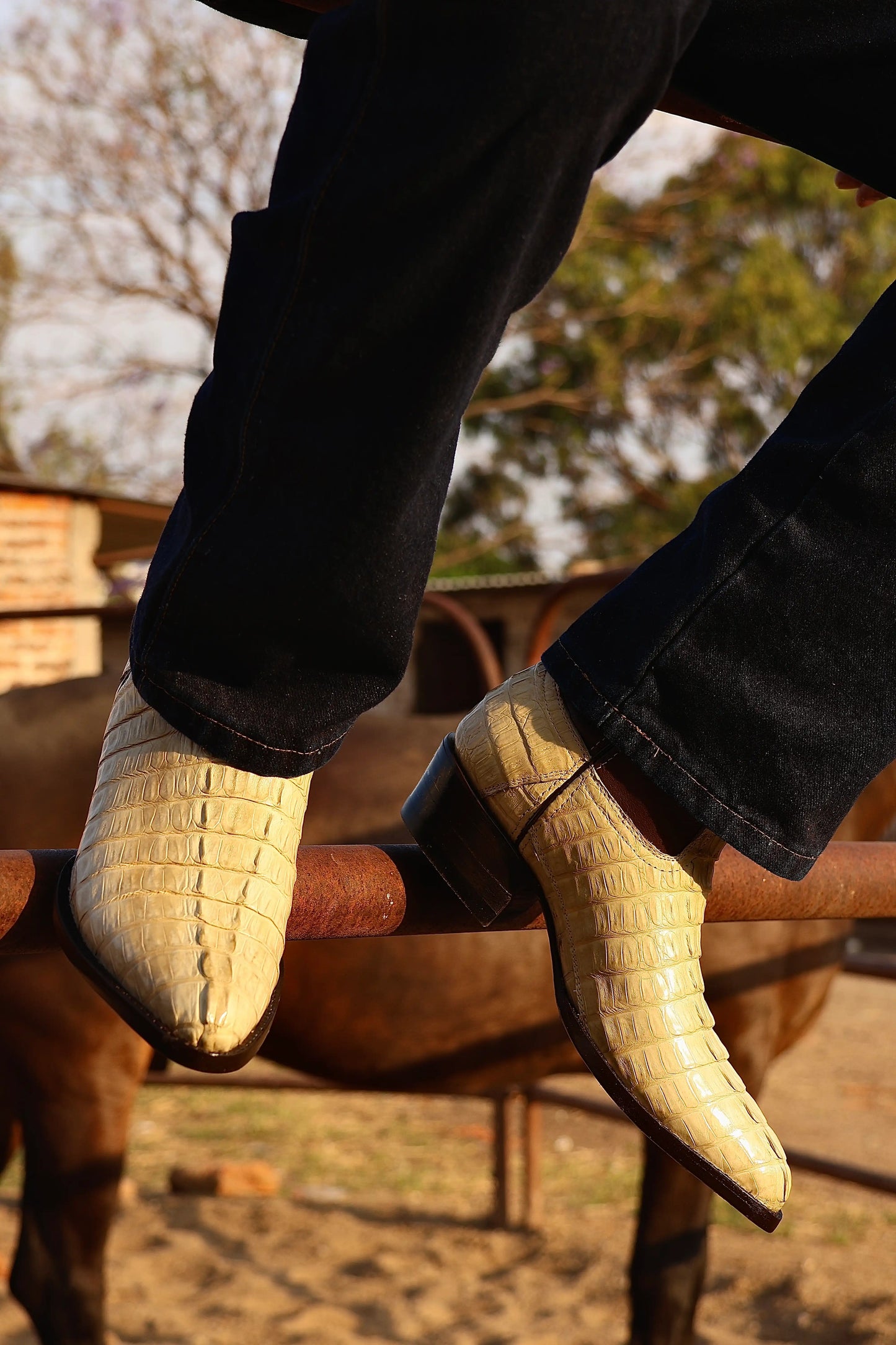 Cowboy Oval Clásica Cola Cocodrilo Hueso